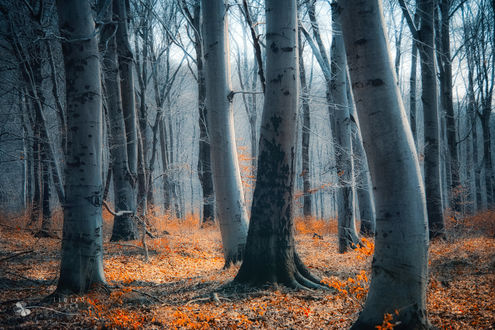 Обои на рабочий стол Голый осенний лес / фотограф Ildiko Neer
