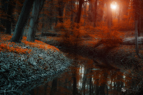 Обои на рабочий стол Ручей в осеннем лесу / фотограф Ildiko Neer