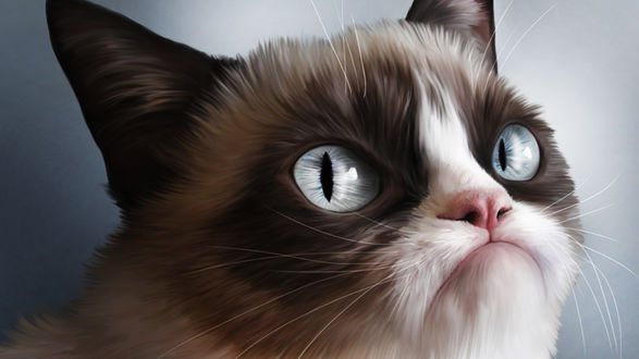 Обои на рабочий стол Grumpy Cat Tarda / Недовольная Кошка Тарда смотрит в сторону
