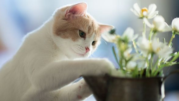 Обои на рабочий стол Кот положил передние лапы на чайник, в котором растет цветок
