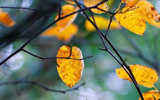 Осенние остатки листьев на ветке бесплатно