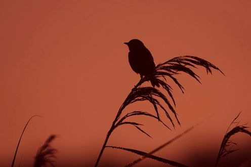 Обои на рабочий стол Силуэт птицы, сидящей на колоске