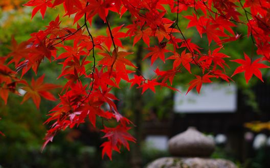 Обои на рабочий стол Красные листья клена на фоне сада Япония / Japan