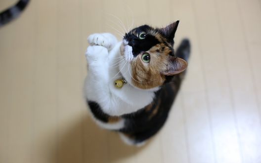 Обои на рабочий стол Трехцветный короткошерстный домашний котенок, находясь на полу, встал на задние лапки, выполняя команду хозяина