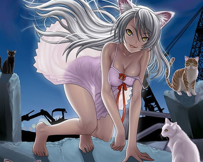Обои на рабочий стол Цубаса Ханэкава / Tsubasa Hanekawa из аниме История кошки / Nekomonogatari на крыше здания среди кошек