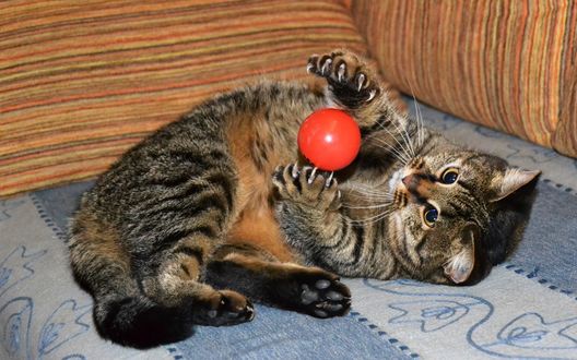 Обои на рабочий стол Короткошерстный домашний котенок. лежа на диване, играет с красным пластмассовым шариком