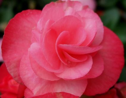 Обои на рабочий стол Розовая роза крупным планом