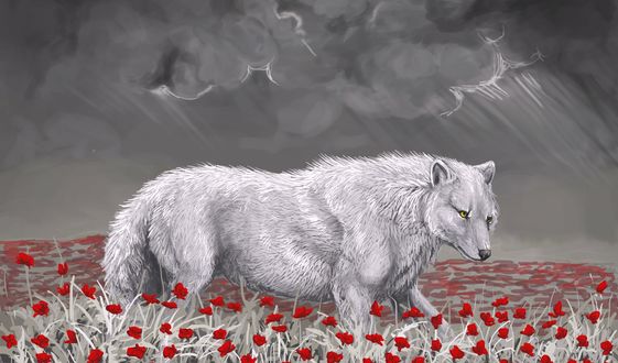 Обои на рабочий стол Белый волк идет по полю, на котором растут красные цветы