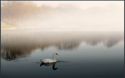 Обои на рабочий стол Белый лебедь, плывущий по гладкой водной поверхности пруда на рассвете, с берегами, покрытыми густым утренним туманом, фотография Владимира
