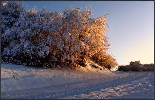 Обои на рабочий стол Деревья, стоящие на пригорке у обочины дороги, покрытые густым слоем инея и освещены яркими лучами утреннего восходящего солнца, фотография Владимира