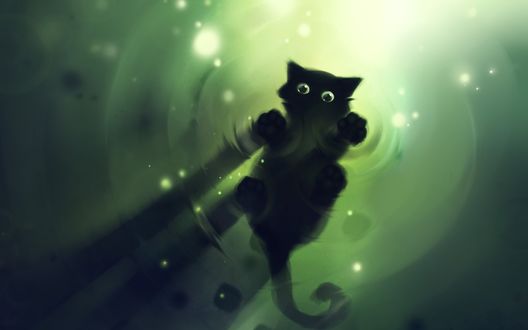 Обои на рабочий стол Черный котенок стоит на воде