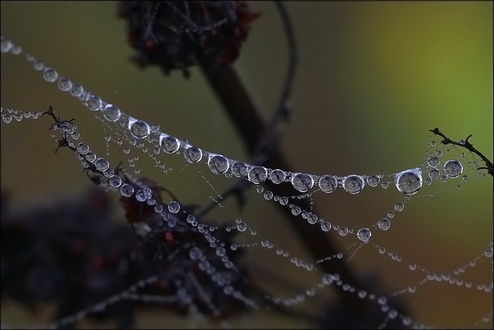 Обои на рабочий стол Гирлянда капелек росы между ветками кустов, фотография Андрея Курочкина