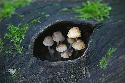 Обои на рабочий стол Древесные грибы, растущие в дупле ствола дерева, лежащего на земле, фотография Андрея Курочкина