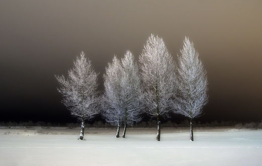 Обои на рабочий стол Деревья, покрытые густым слоем инея, стоящие на заснеженной поляне на фоне вечернего зимнего неба, фотография Сергея Шляга