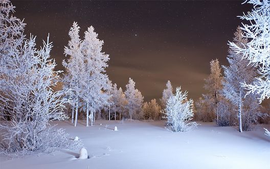 Зимний лес ночью обои