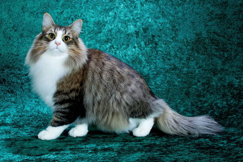 Обои на рабочий стол Длинношерстная домашняя кошка серого окраса с белой грудкой и лапами на фоне лазурной драпировки