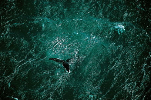 Обои на рабочий стол Хвост кита торчит из зеленого моря