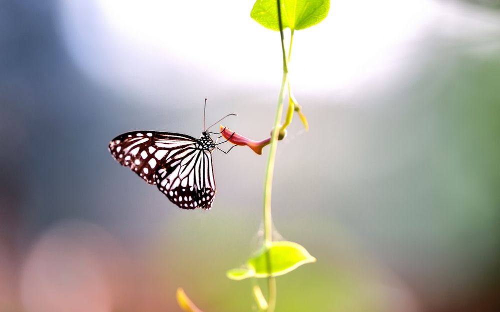 Обои для рабочего стола Бабочка сидит на стебельке