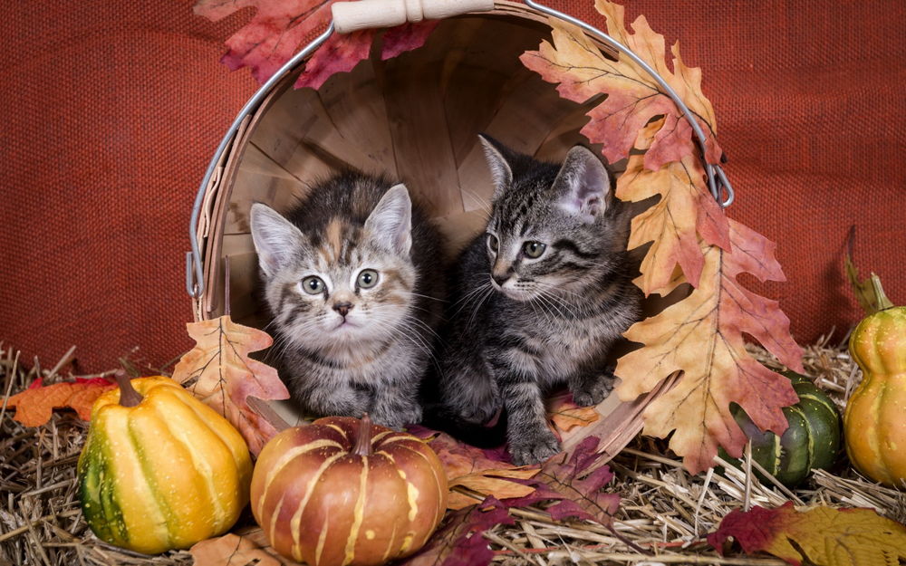 Обои для рабочего стола Два домашних короткошерстных котенка, сидящих в плетеной корзине в обрамлении осенних листьев и лежащих возле корзинки спелых тыкв