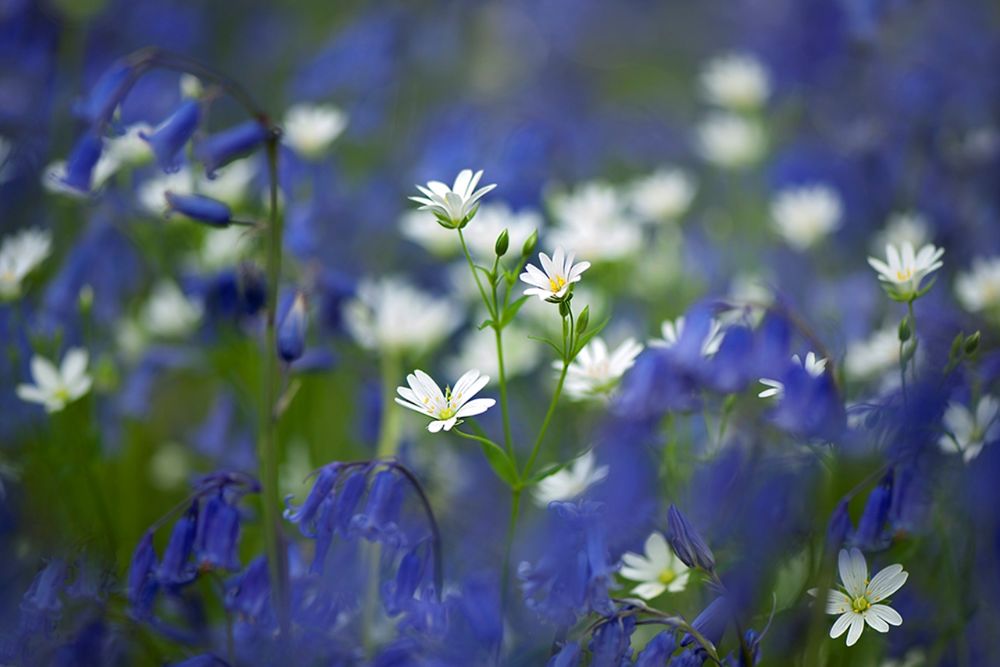 Обои для рабочего стола Мелкие белые и голубые цветы, фотограф Jacky Parker