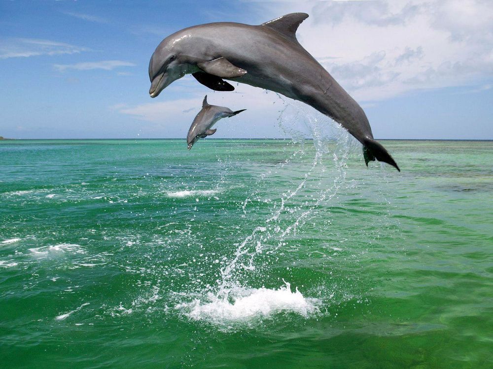 Обои для рабочего стола Два дельфина выпрыгнули из моря
