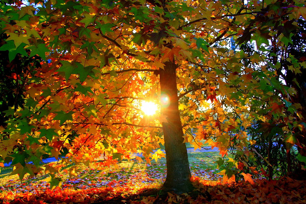 Обои для рабочего стола Ослепительные лучи восходящего утреннего солнца осветили дерево с зелеными, желтыми и красными осенними листьями, усыпавшими землю под деревом