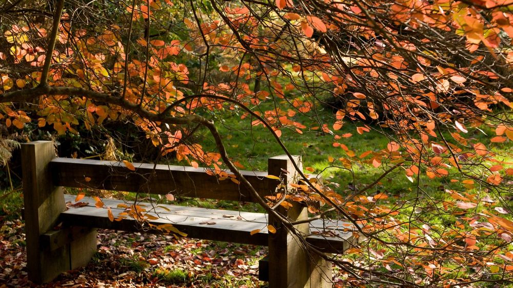 Обои для рабочего стола Деревянная скамейка, стоящая под осыпающимся осенними листьями