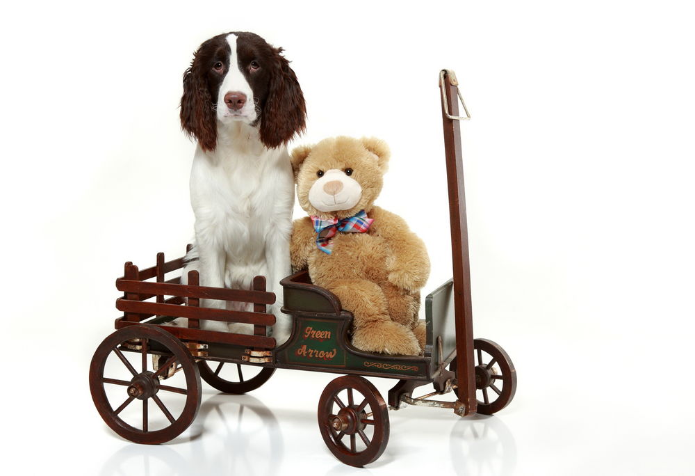 Обои для рабочего стола Собака породы английский спрингер-спаниель, сидящая в деревянной карете с плюшевым медвежонком с надписью на карете (green arrow / зеленая стрела)