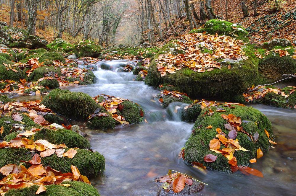 Обои для рабочего стола Быстрая речка, протекающая по горному ущелью, с лежащими в воде большими валунами, поросшими зеленым мхом и лежащими на них осенними листьями