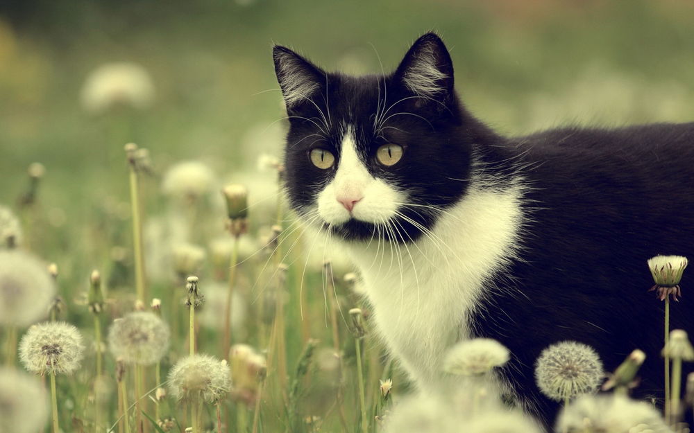 Сибирская Черно Белая Кошка Фото