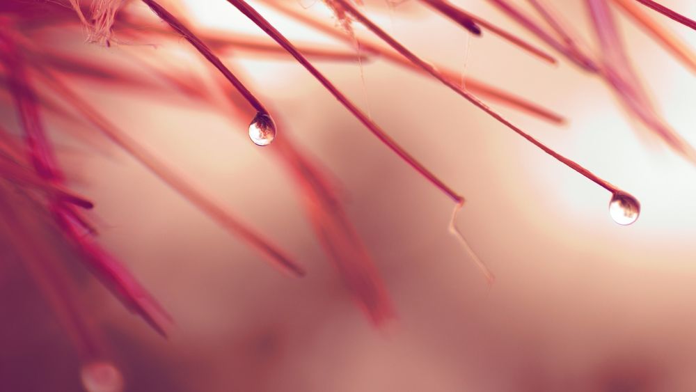 Обои для рабочего стола Капли воды, стекающие по травинкам