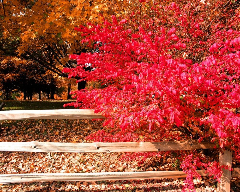 Обои для рабочего стола Деревья с желтыми и красными листьями осенним днем, на земле лежит опавшая листва