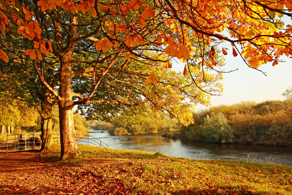 Обои для рабочего стола Осенние деревья около реки и тропинки на фоне неба, Шотландия / Scotland