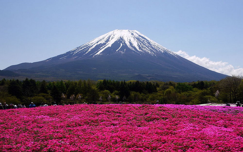 Обои для рабочего стола Травяная сакура, цветущая весной. расположенная в предгорье горы Фудзиямы, Япония / mount Fuji, Japan на фоне синего неба