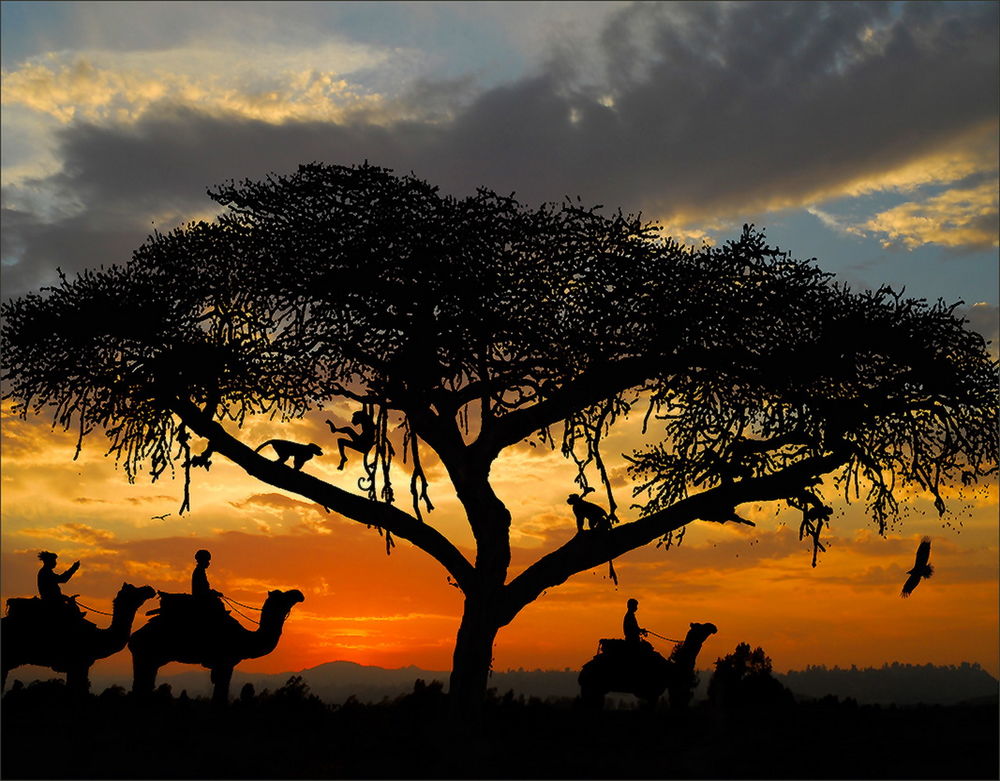 Обои для рабочего стола Силуэты погонщиков, сидящие на верблюдах, проходящие возле ветвистого дерева с сидящими на нем игривыми обезьянами, на фоне голубого неба с темными тучами и летящих птиц, фотография Виктора Перякина