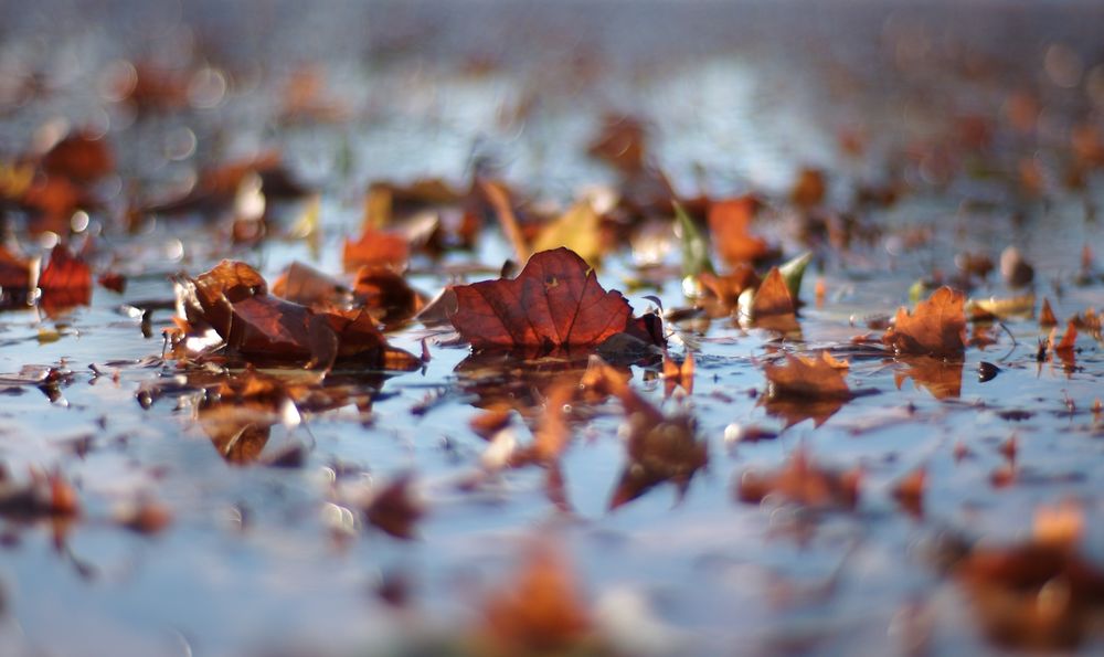 Осенние Листья На Асфальте Фото