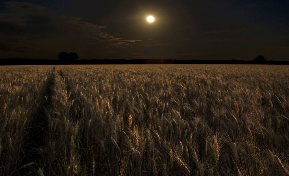 Обои для рабочего стола Спелые колосья пшеницы с проложенной по полю автомобильной колеей на фоне ночного неба и ярко-светящей луны, фотография Алексея Миколоста