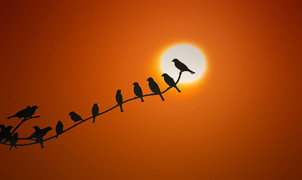 Обои для рабочего стола Птицы, сидящие на ветке дерева на фоне яркого диска заходящего солнца, фотография regayip