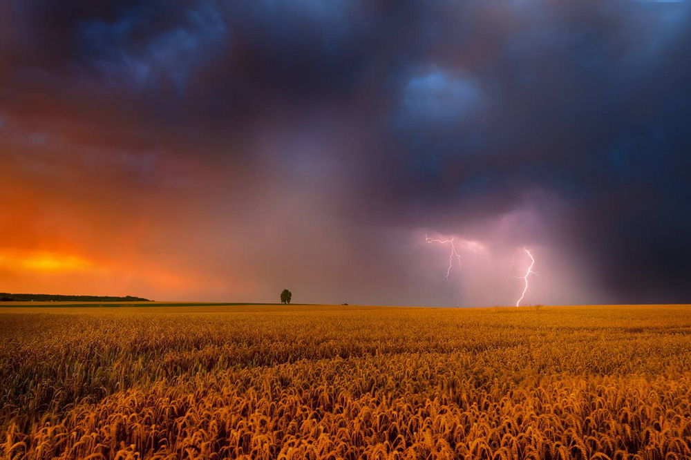 Обои для рабочего стола Огромное поле спелой пшеницы на фоне грозового неба со сверкающими молниями, фотография Pawel Kucharski