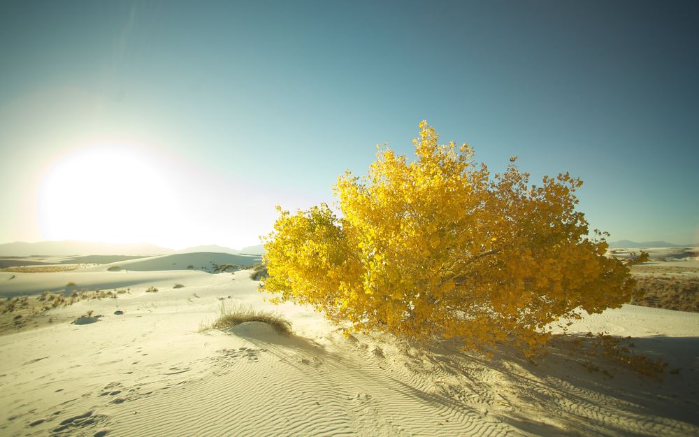 Обои для рабочего стола Невысокое дерево с густой кроной, состоящей из желтых осенних листьев, растущее в песчаных барханах пустыни на фоне лазурного безоблачного неба с ярко слепящим солнцем