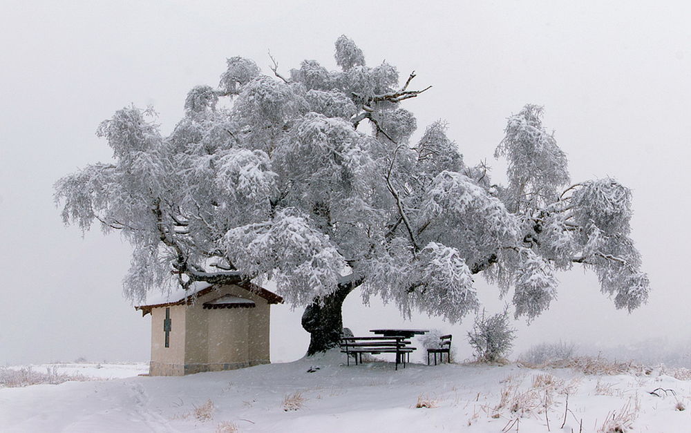 Снегом укрыты дома. Иней на деревьях. Зимнее дерево. Деревья в снегу. Одинокое зимнее дерево.