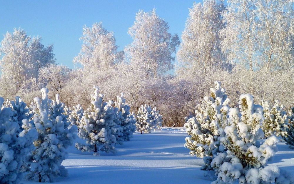 Обои для рабочего стола Зимний лес, на фоне голубого неба высокие деревья в инее, на переднем плане молодые елочки