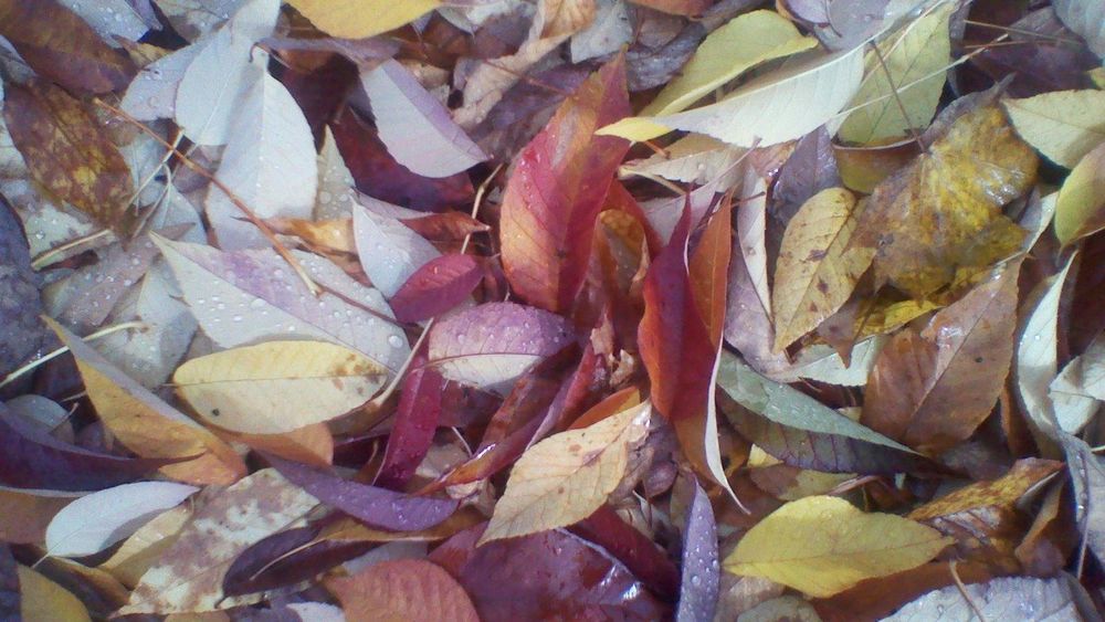 Обои для рабочего стола Осенние листья в каплях воды