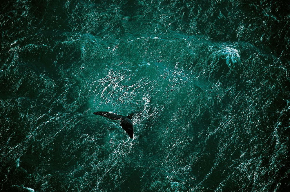Обои для рабочего стола Хвост кита торчит из зеленого моря