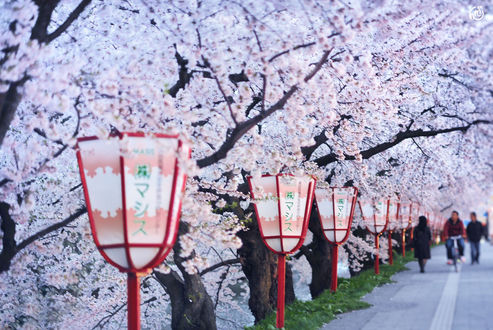 Обои на рабочий стол Цветение сакуры на улицах Хиросаки, Япония / Hirosaki, Japan