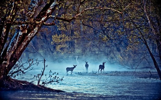 Обои на рабочий стол Косули идут на утренний водопой