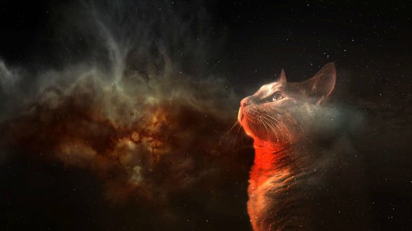 Обои на рабочий стол Кошка наблюдает за космическим сиянием