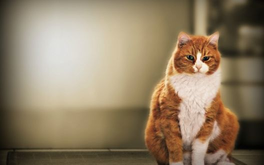 Обои на рабочий стол Рыже-белый кот сидит на полу