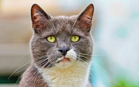 Обои на рабочий стол Кот с коричнево-кофейным окрасом