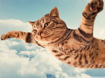 Обои на рабочий стол Веселый полосатый кот летит в небе